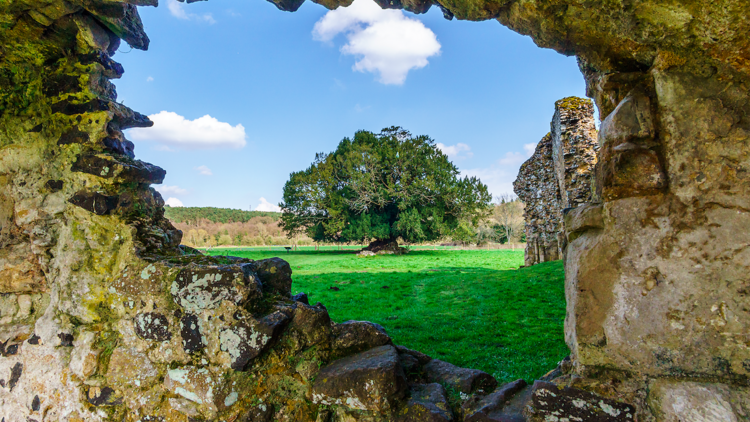 An ancient tree at Waverley Abbey, Surrey