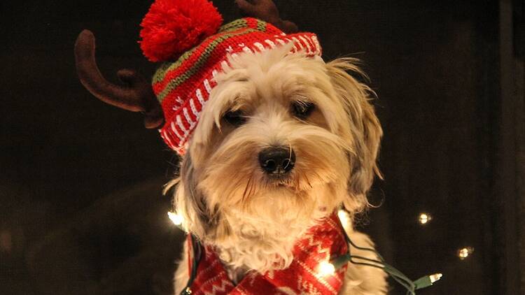 A small dog in Christmas attire