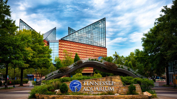 Tennessee Aquarium