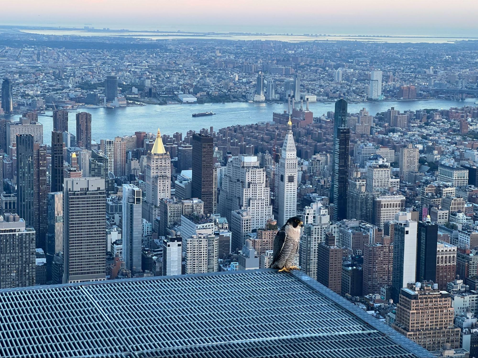 Pretend I'm a Tourist: I climbed a skyscraper to feel closer to NYC