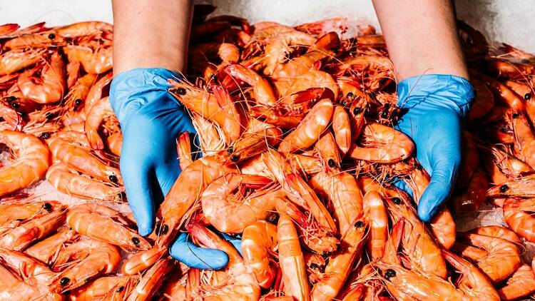 Two hands are holding dozens of bright red fresh prawns