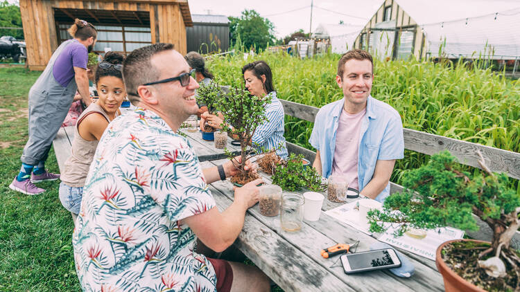 Bonsai Bar