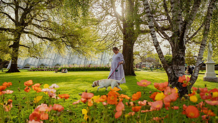 A woman walking her dog through the Ballarat Botanical Gardens.