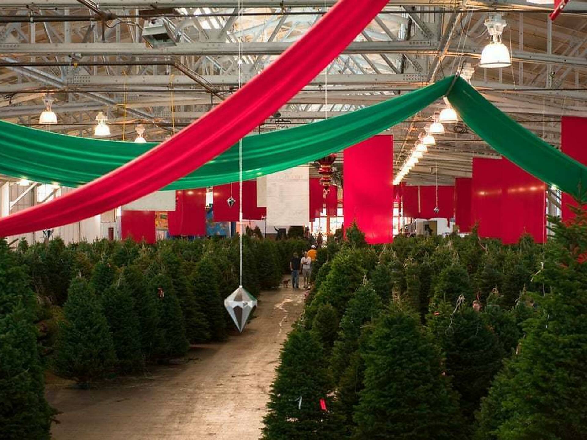 10 Best Places to Buy Christmas Trees in San Francisco