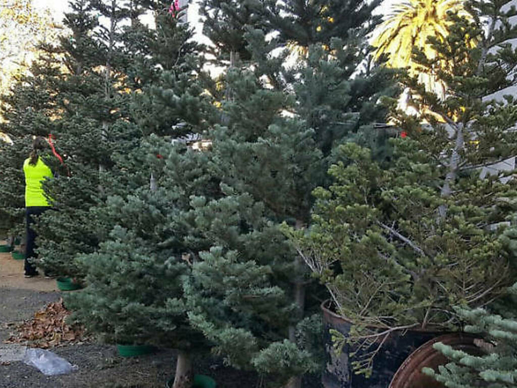 10 Best Places to Buy Christmas Trees in San Francisco