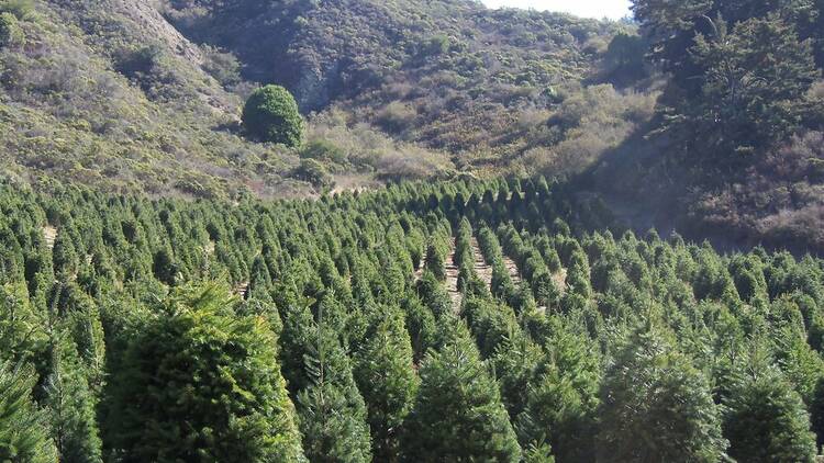 Santa’s Tree Farm