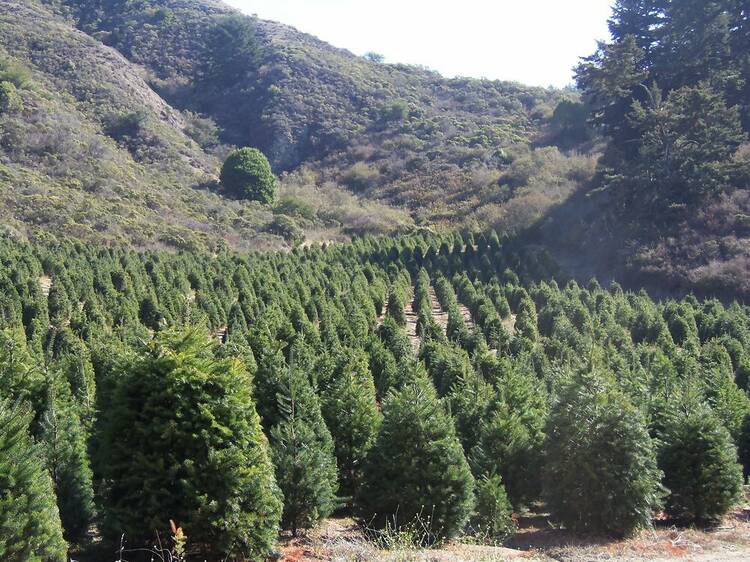 Santa’s Tree Farm