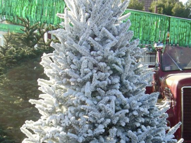 10 Best Places to Buy Christmas Trees in San Francisco