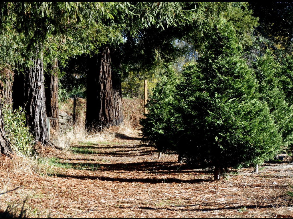 10 Best Places to Buy Christmas Trees in San Francisco