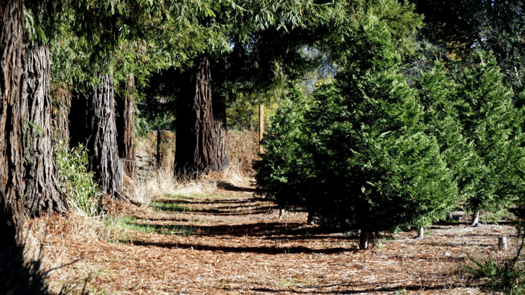 Larsen's Christmas Tree Farm