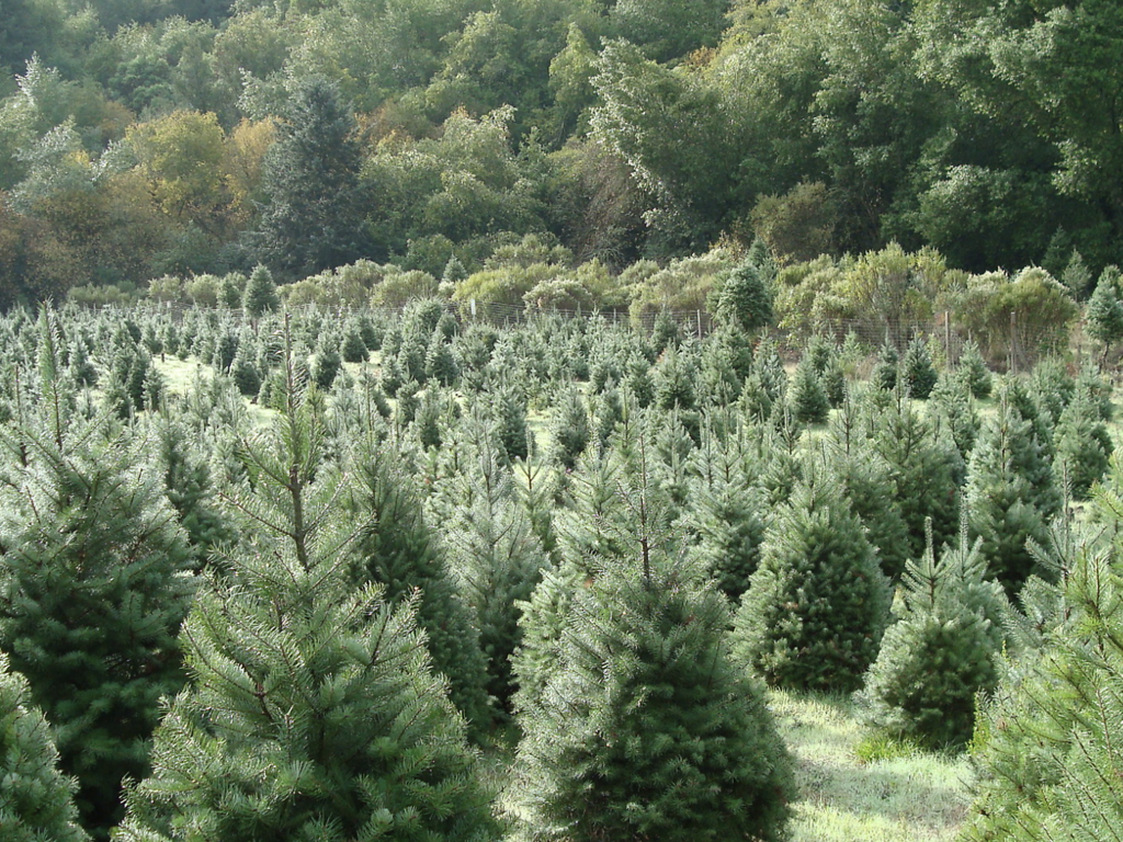 10 Best Places to Buy Christmas Trees in San Francisco