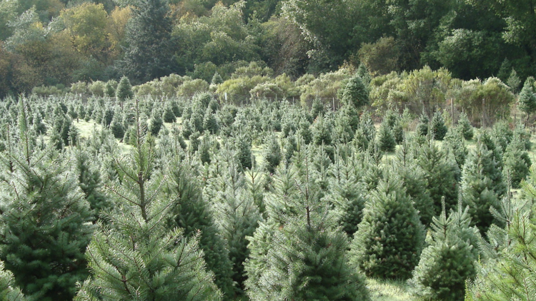 Castro Valley Christmas Tree Farm