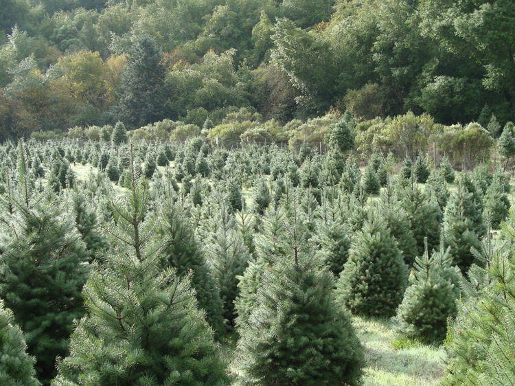 Castro Valley Christmas Tree Farm