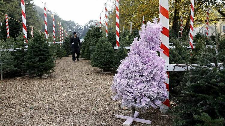 Clancy's Christmas Trees