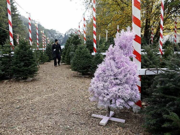 Clancy's Christmas Trees