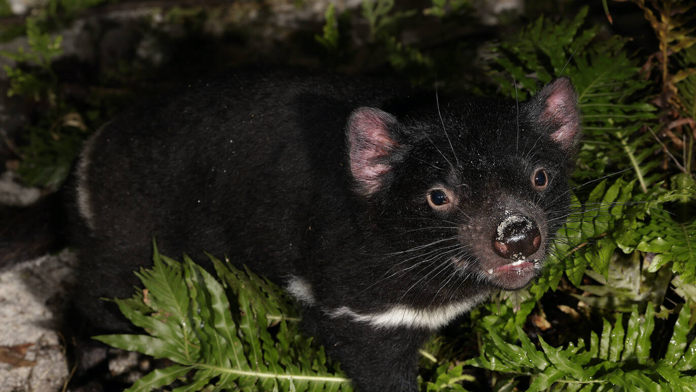 Meet Four New Tasmanian Devils At The Night Safari's Wallaby Exhibit