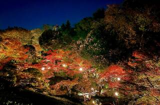 Lights of autumn leaves – Miakashi | Things to do in Tokyo