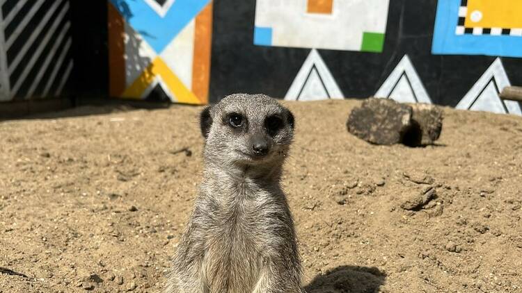 Photograph: Hanwell Zoo