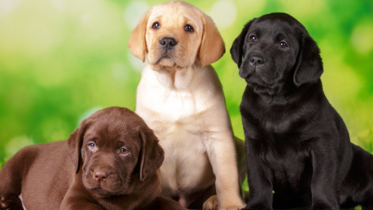 Three labrador puppies sit next to each other: a brown one lies on the floor, and a golden and black one sit next to it