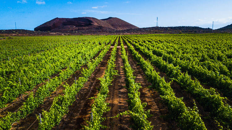 Tour Reverón vineyard’s world of wine