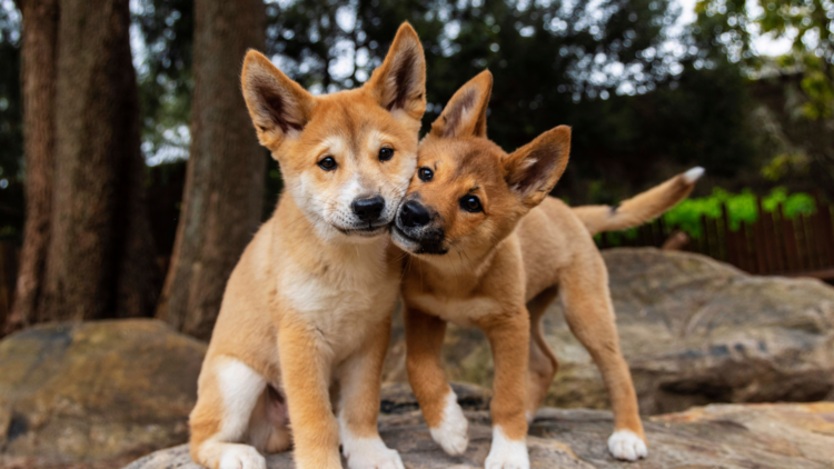 Two dingo puppies squish their faces together while looking straight at the camera