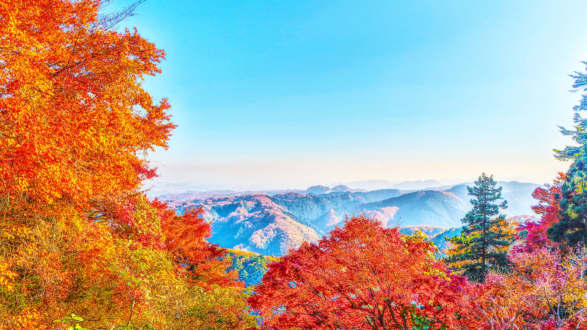 14 best parks, gardens and streets to see the autumn leaves in Tokyo