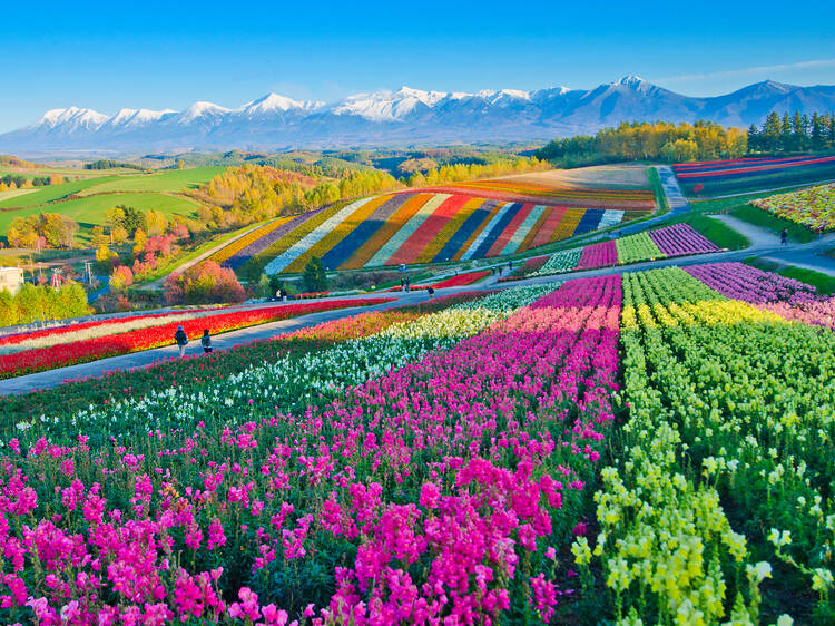 Furano-Biei, Hokkaido