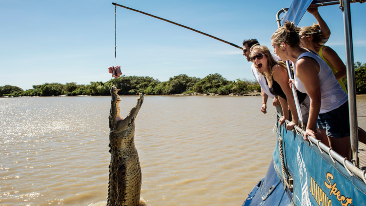 People lean over the side of a boat while a large crocodile jumps up from the water to grab a chunk of meat