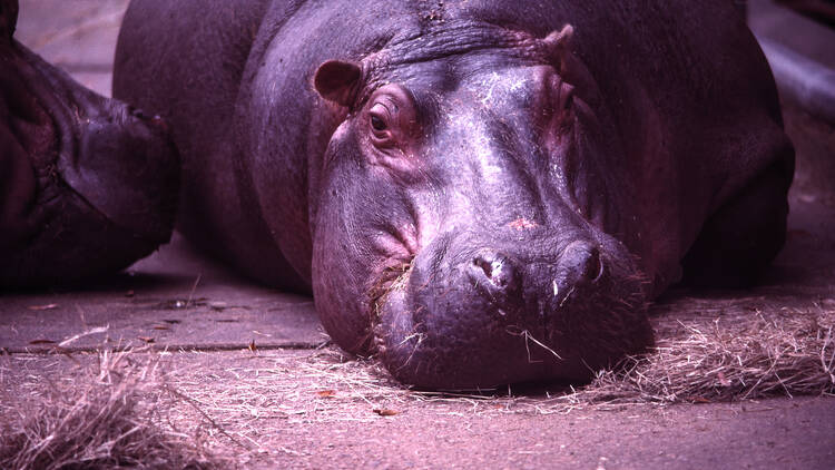 Meet and greet famous hippos in Cincinnati