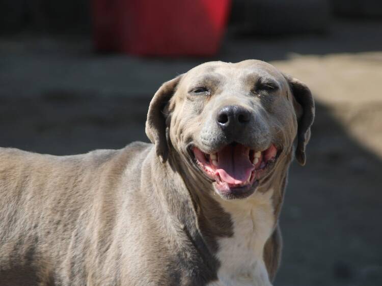 Refugio Hogar Peludo Corazón Alegre