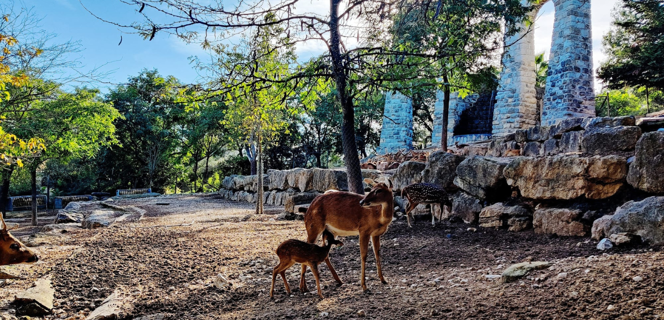 Este Natal, o Zoo de Lisboa apresenta o Rodolfo, uma cria de veado-da-Birmânia
