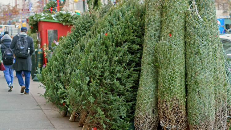 The Best Christmas Trees in NYC – One Good Dad