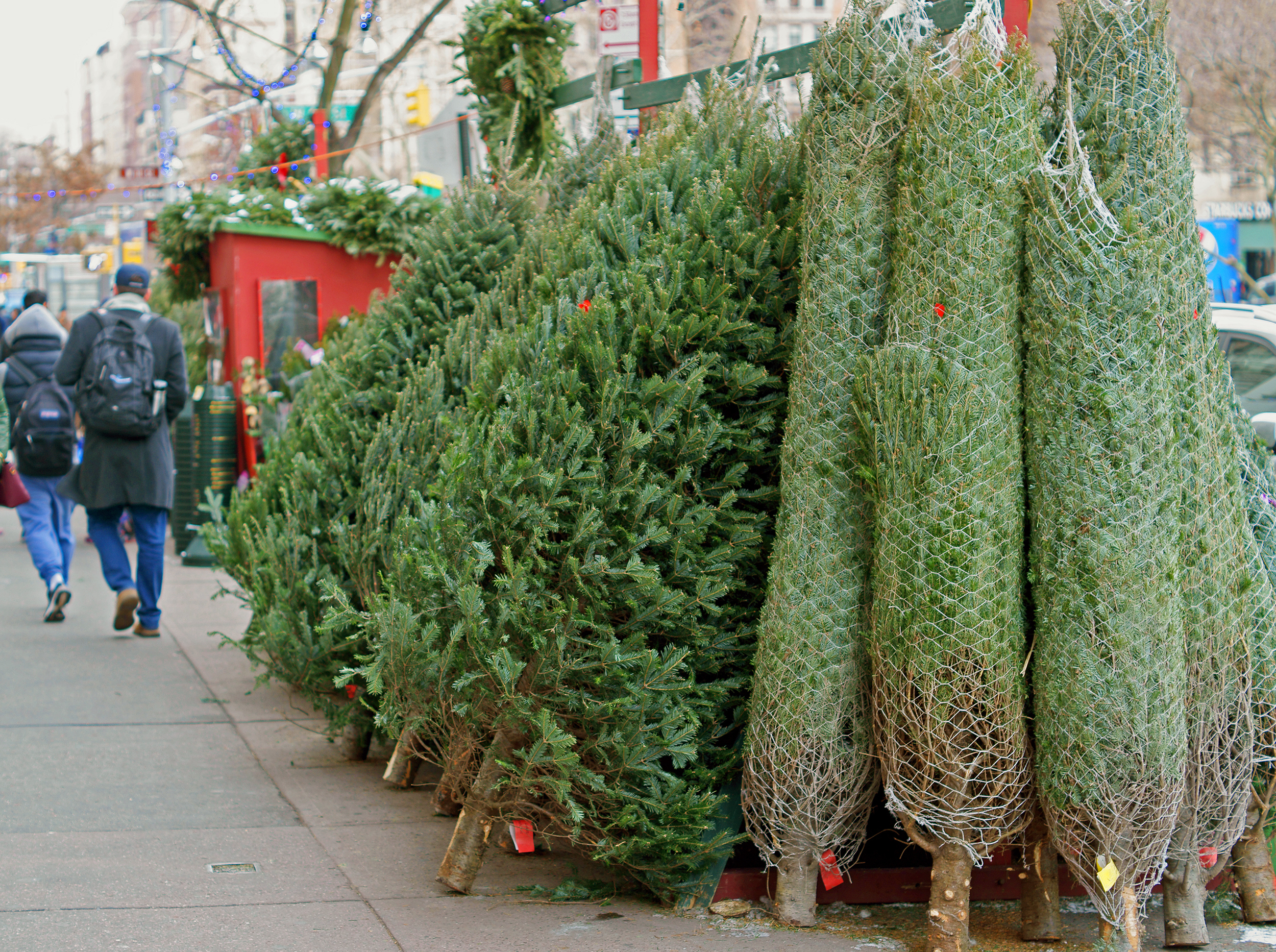 Frasier Fir - NYC Tree Lady Christmas Trees Delivered