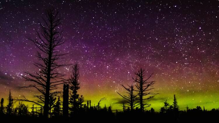 Stark black trees are silhouetted against the Northern Lights glowing green and pink in a starry sky.