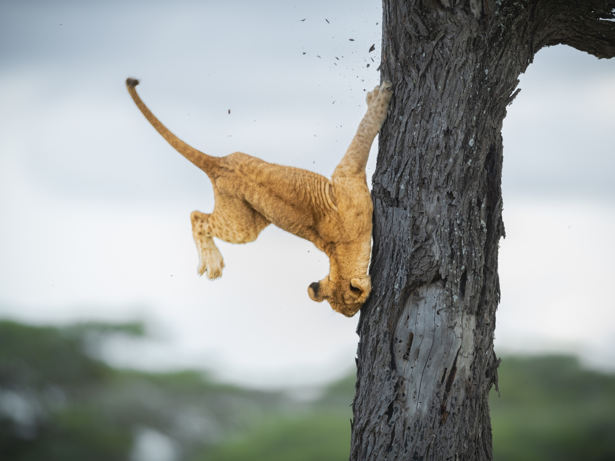 A perfect camouflage - a leopard in the wild, Smithsonian Photo Contest