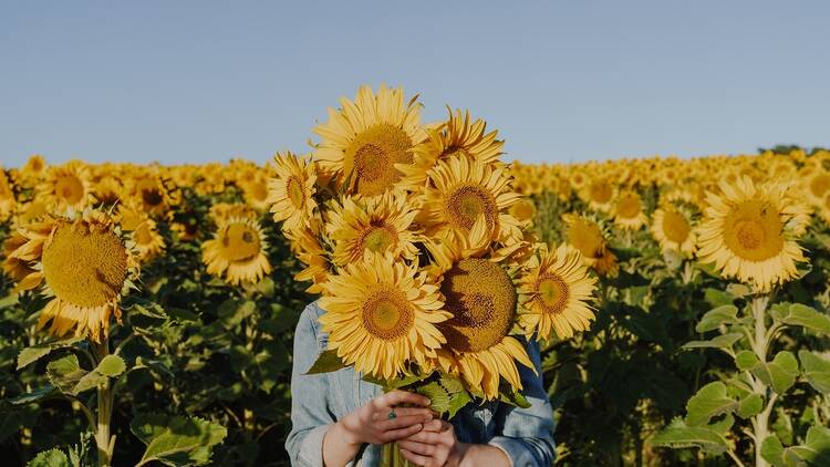 Pick your own sunflowers