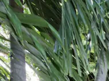 The goat-friendly treehouse in Little River The goat-friendly treehouse in Little River