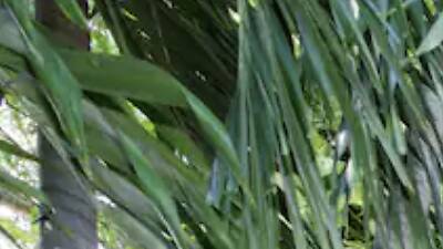 The goat-friendly treehouse in Little River The goat-friendly treehouse in Little River