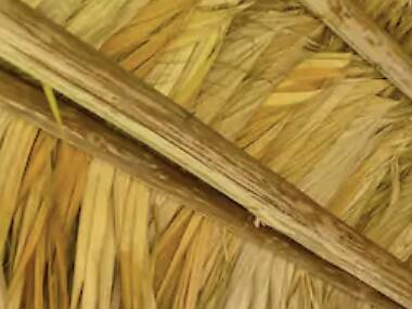 The backyard oasis in Biscayne Park The backyard oasis in Biscayne Park