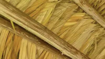 The backyard oasis in Biscayne Park The backyard oasis in Biscayne Park