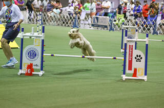 American Kennel Club Akc Agility Premier Cup The Great American
