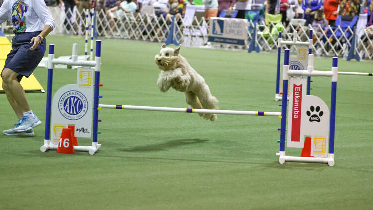 A dog jumps over a post at a dog show