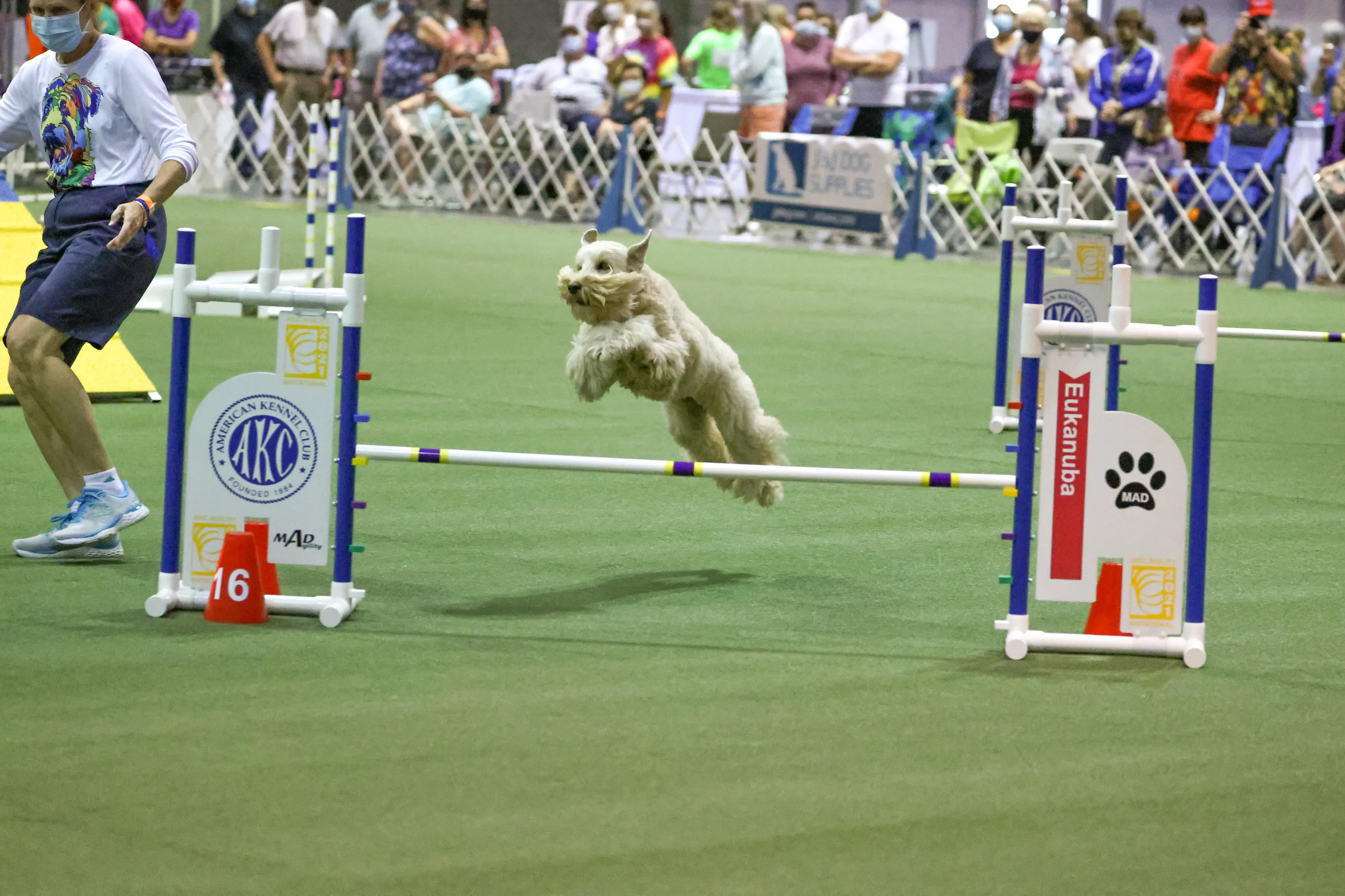 A dog jumps over a post at a dog show
