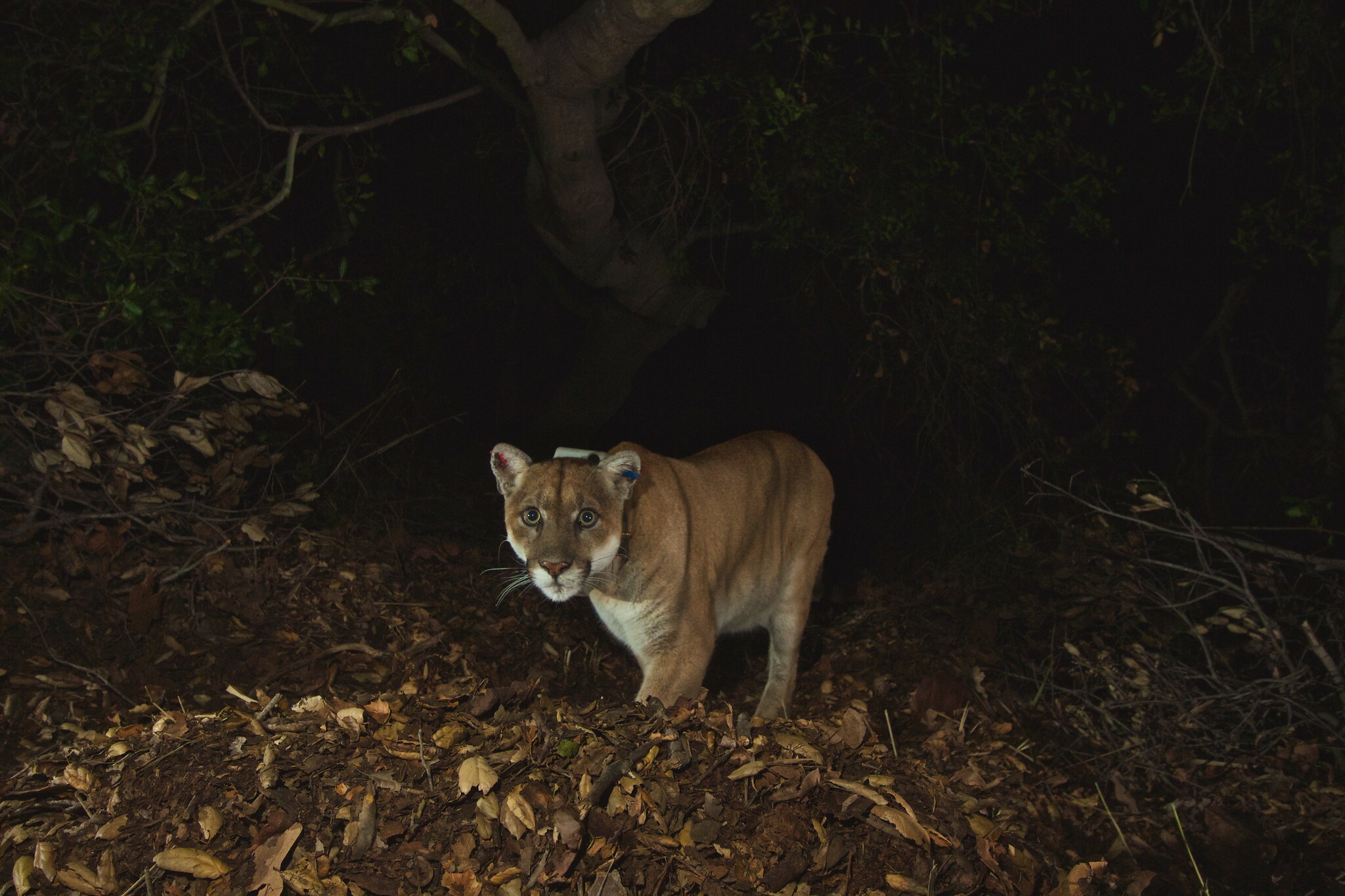 P-22, L.A.’s most famous mountain lion, has died