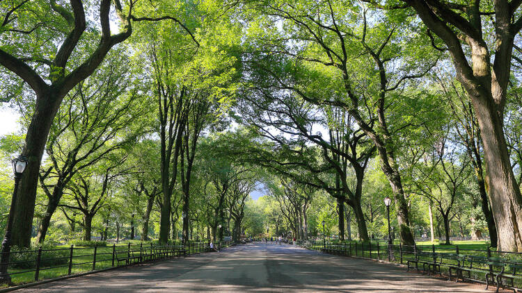 Central Park trees