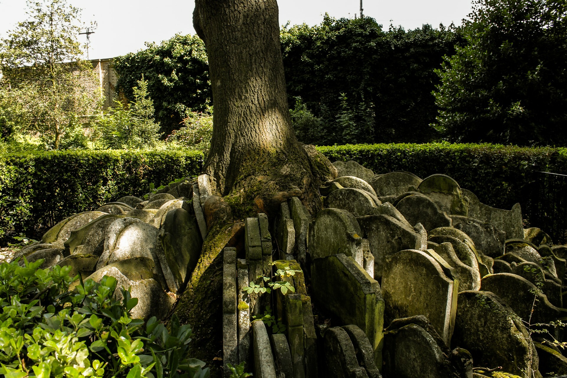 The Thomas Hardy tree has fallen down