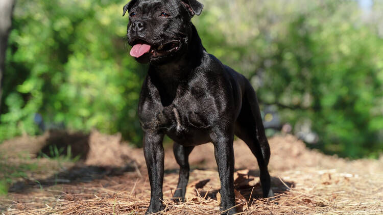 Black staffy terrier 