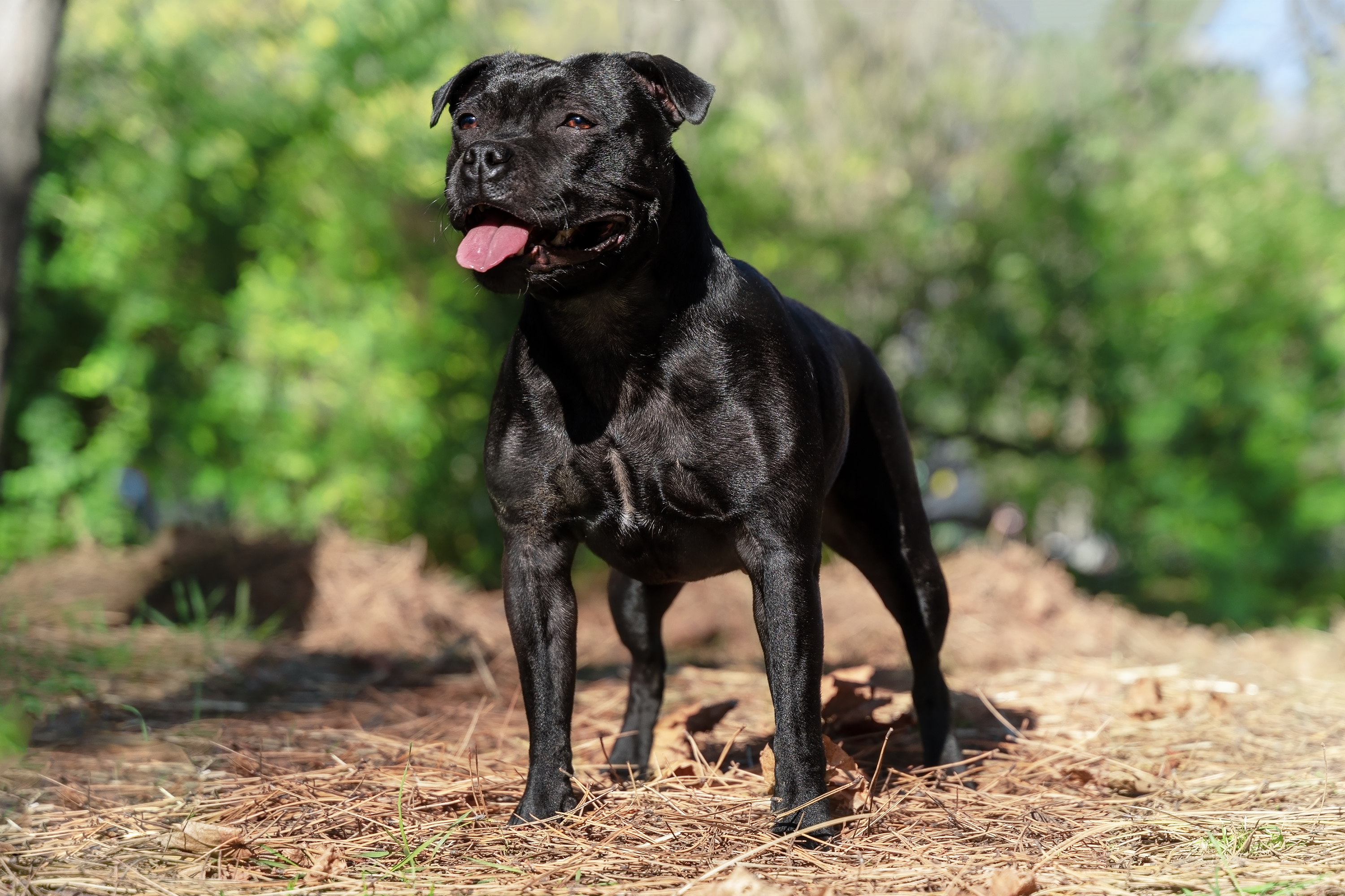 are staffordshire bull terriers good dogs