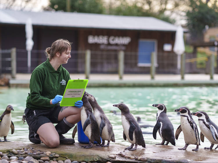 All creatures great and small: London Zoo is doing its annual stocktake 2023