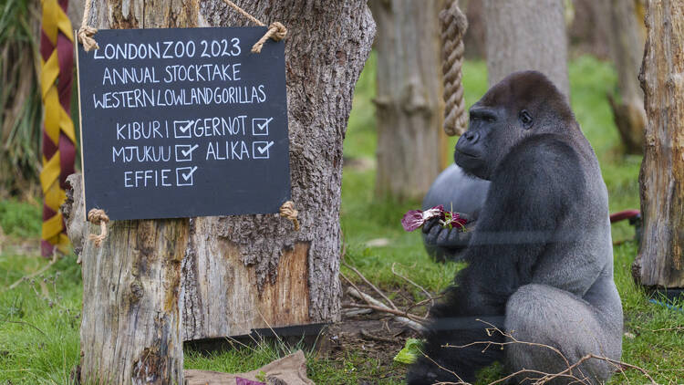 Male Western Lowland Gorilla Kabuki